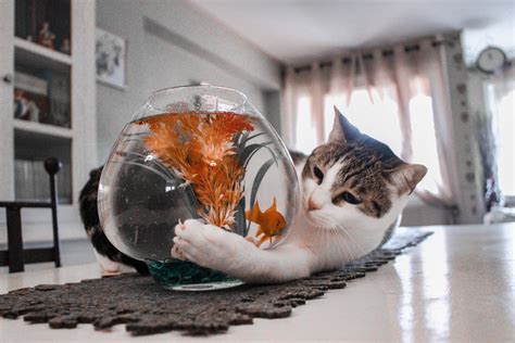 自來貓好運 房間魚缸風水
